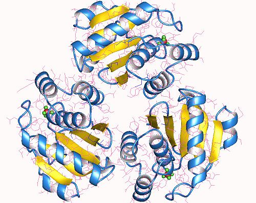 Protein tyrosine phosphatase